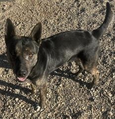 Thor, an adoptable German Shepherd Dog in Hot Springs, SD, 57747 | Photo Image 1