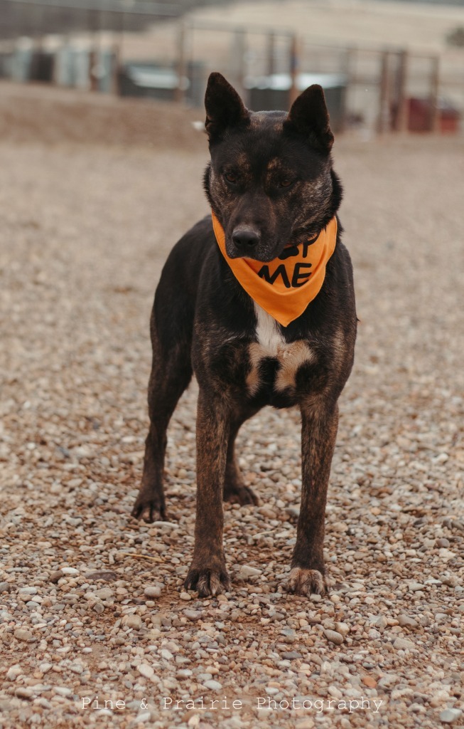 Thor, an adoptable German Shepherd Dog in Hot Springs, SD, 57747 | Photo Image 1