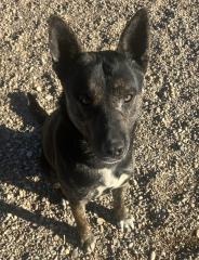 Thor, an adoptable German Shepherd Dog in Hot Springs, SD, 57747 | Photo Image 2