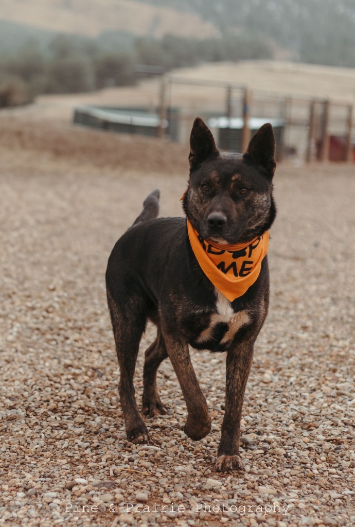 Thor, an adoptable German Shepherd Dog in Hot Springs, SD, 57747 | Photo Image 2