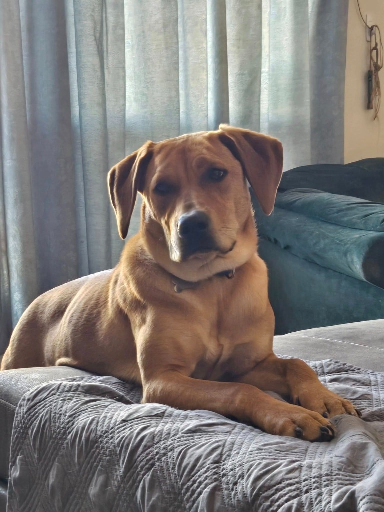 Cora, an adoptable Mixed Breed in Fond Du Lac, WI, 54935 | Photo Image 1