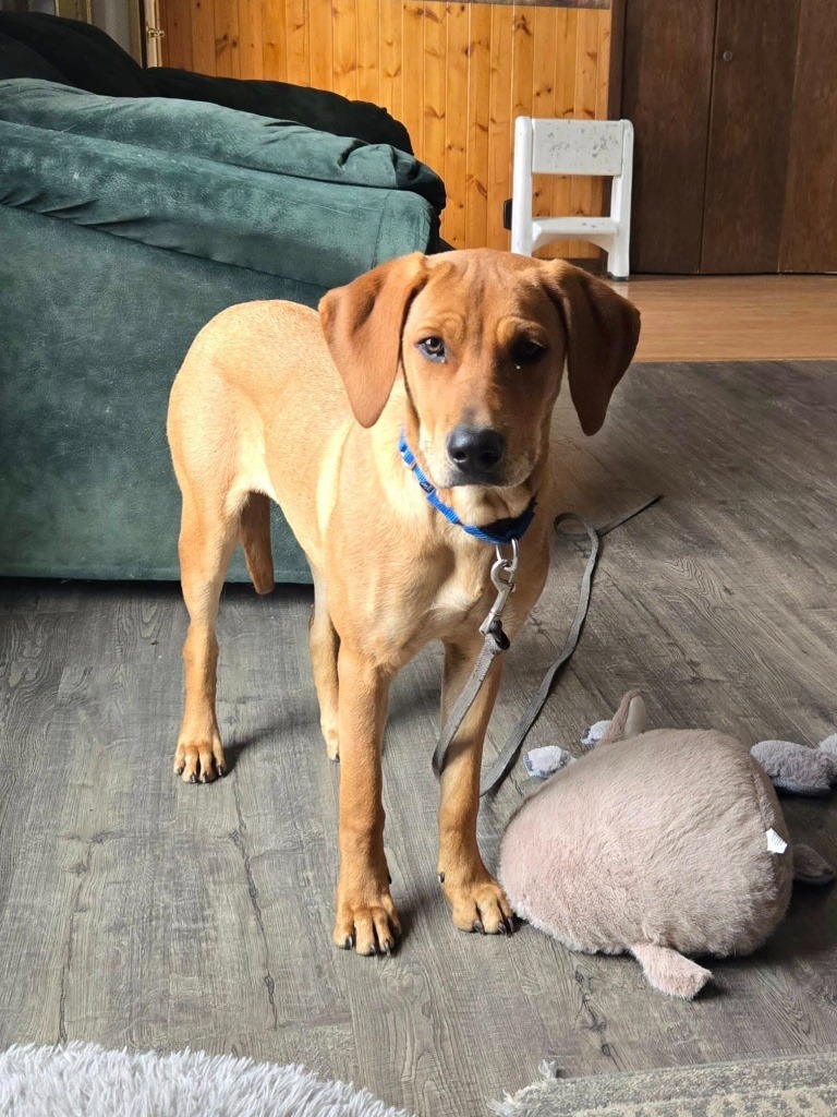 Cora, an adoptable Mixed Breed in Fond Du Lac, WI, 54935 | Photo Image 2