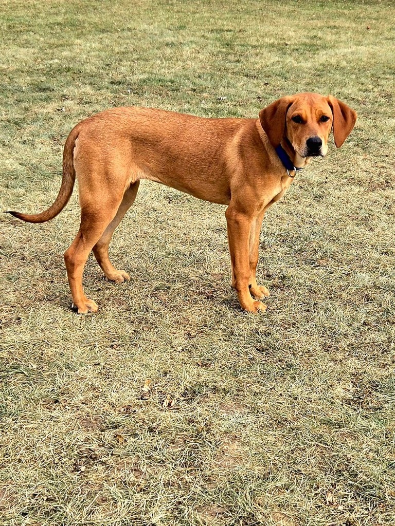 Cora, an adoptable Mixed Breed in Fond Du Lac, WI, 54935 | Photo Image 3