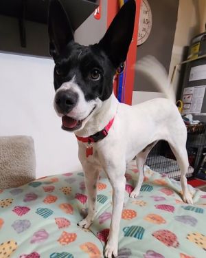 BELLA had a home and her family surrendered her to a rescue in San Miguel de Allende Mexico Junos