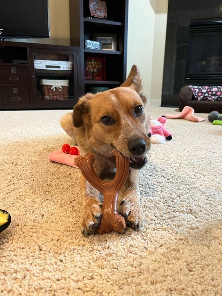 XANTHI, an adoptable Cattle Dog in Auburn, WA, 98092 | Photo Image 2