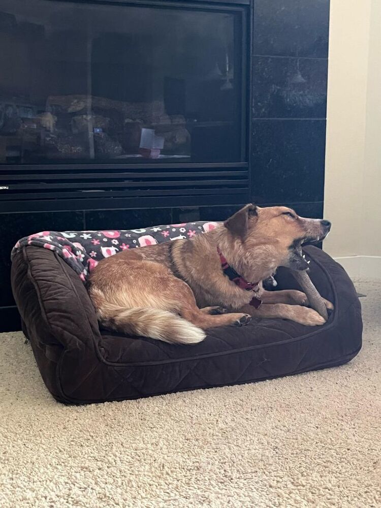 XANTHI, an adoptable Cattle Dog in Auburn, WA, 98092 | Photo Image 4