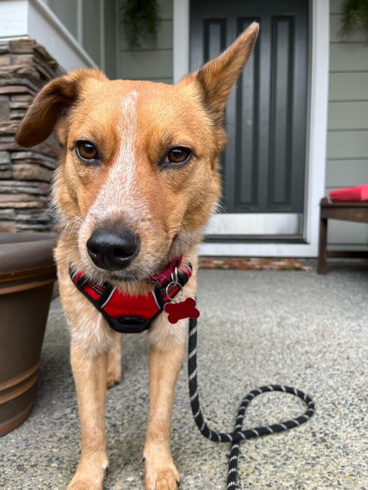 XANTHI, an adoptable Cattle Dog in Auburn, WA, 98092 | Photo Image 5