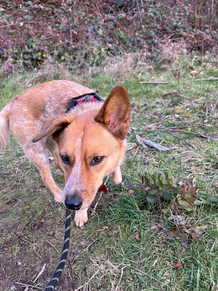 XANTHI, an adoptable Cattle Dog in Auburn, WA, 98092 | Photo Image 7