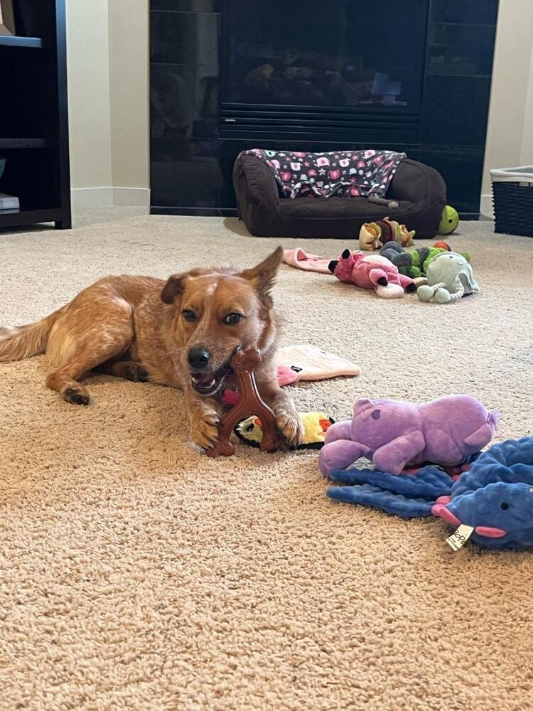 XANTHI, an adoptable Cattle Dog in Auburn, WA, 98092 | Photo Image 8