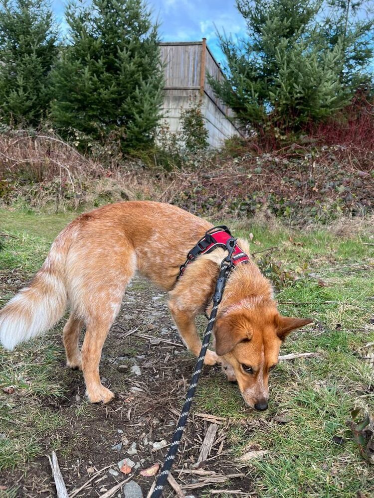 XANTHI, an adoptable Cattle Dog in Auburn, WA, 98092 | Photo Image 9