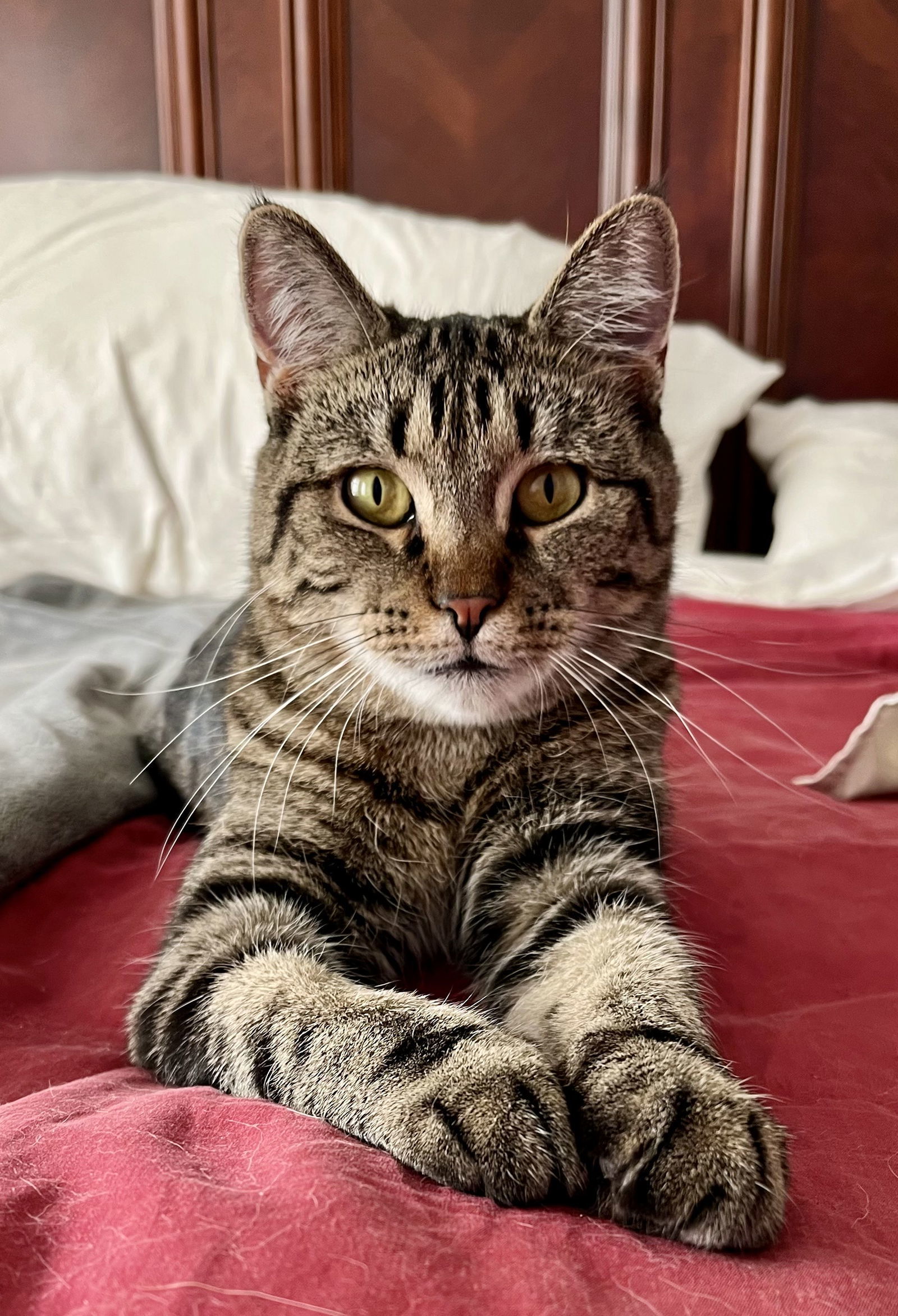 Trixie, an adoptable Tabby, Domestic Short Hair in Traverse City, MI, 49686 | Photo Image 1