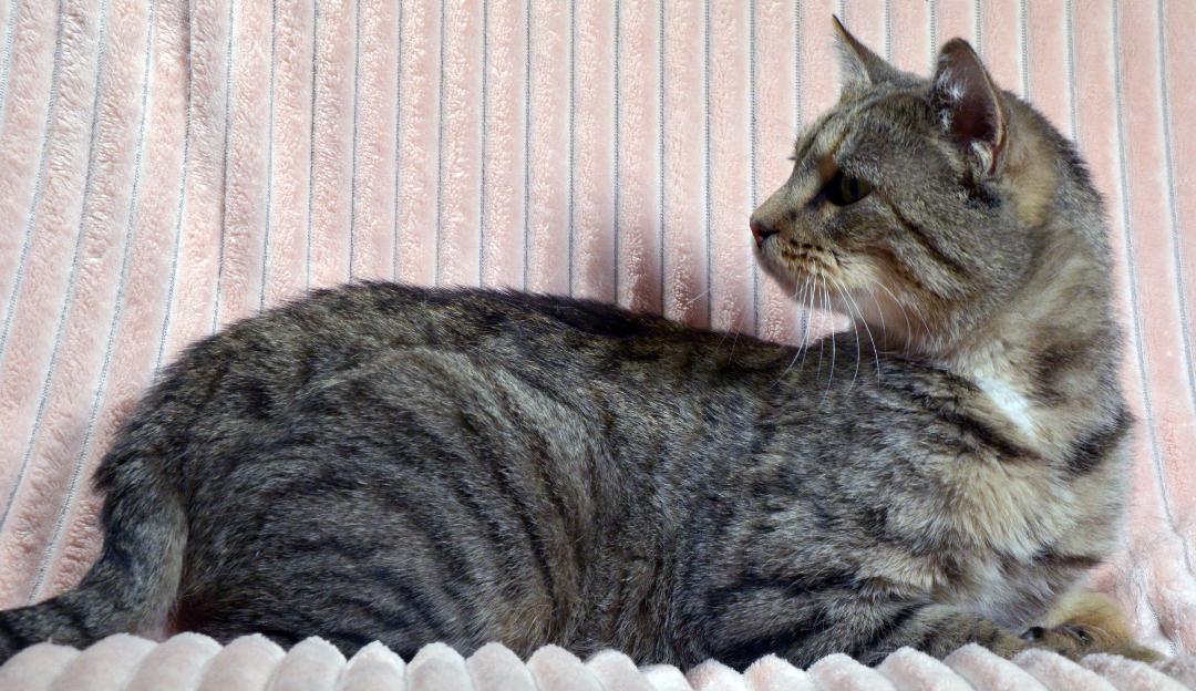 Trixie, an adoptable Tabby, Domestic Short Hair in Traverse City, MI, 49686 | Photo Image 2