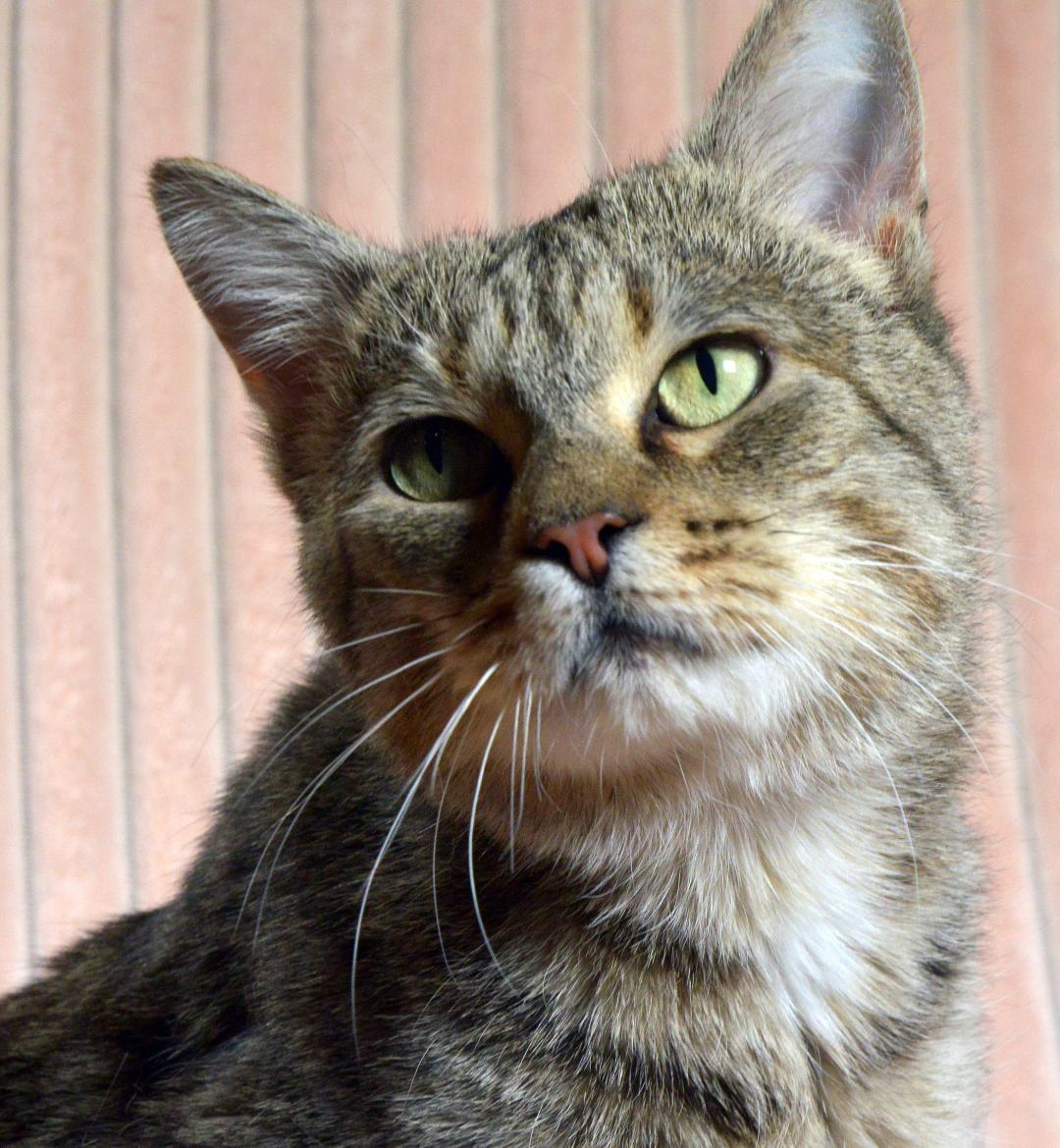Trixie, an adoptable Tabby, Domestic Short Hair in Traverse City, MI, 49686 | Photo Image 2