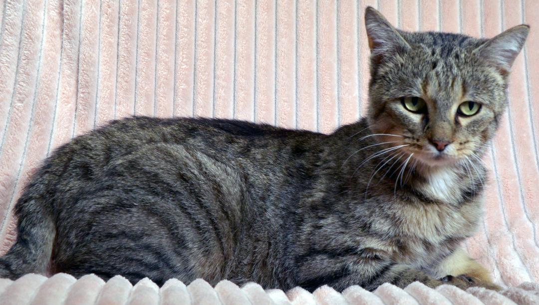 Trixie, an adoptable Tabby, Domestic Short Hair in Traverse City, MI, 49686 | Photo Image 3
