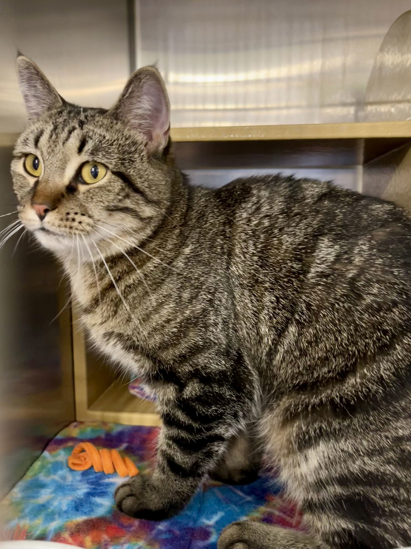 Trixie, an adoptable Tabby, Domestic Short Hair in Traverse City, MI, 49686 | Photo Image 3