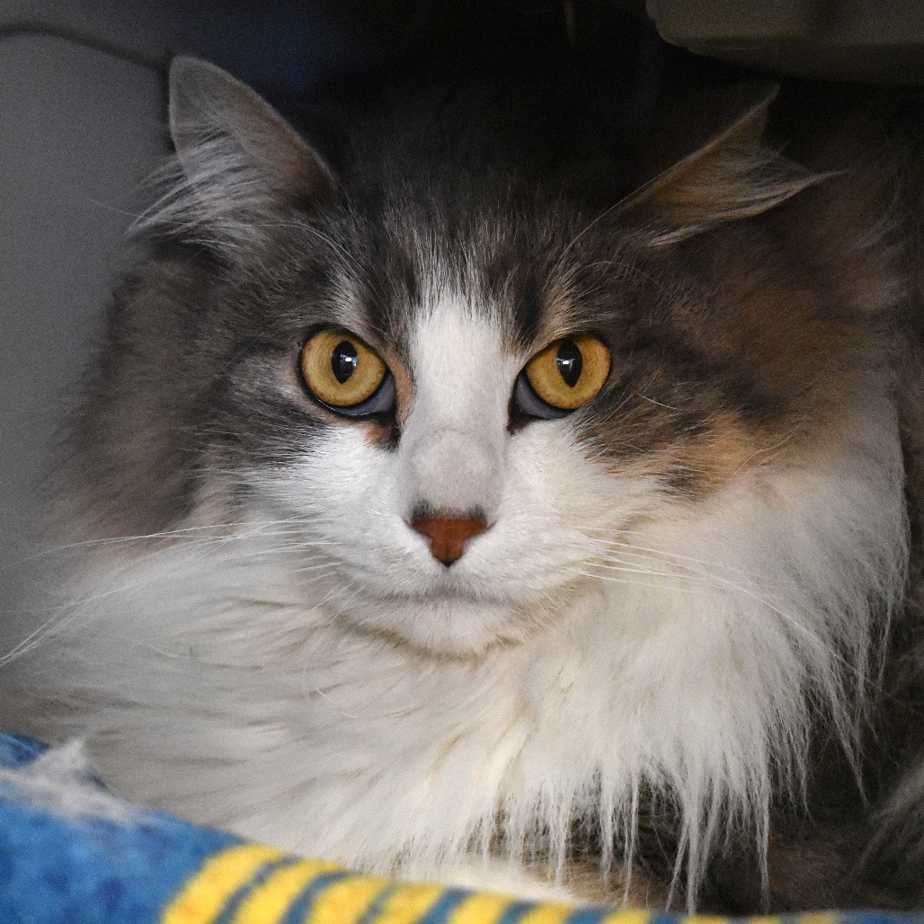 Stimpson, an adoptable Domestic Long Hair in Rifle, CO, 81650 | Photo Image 1