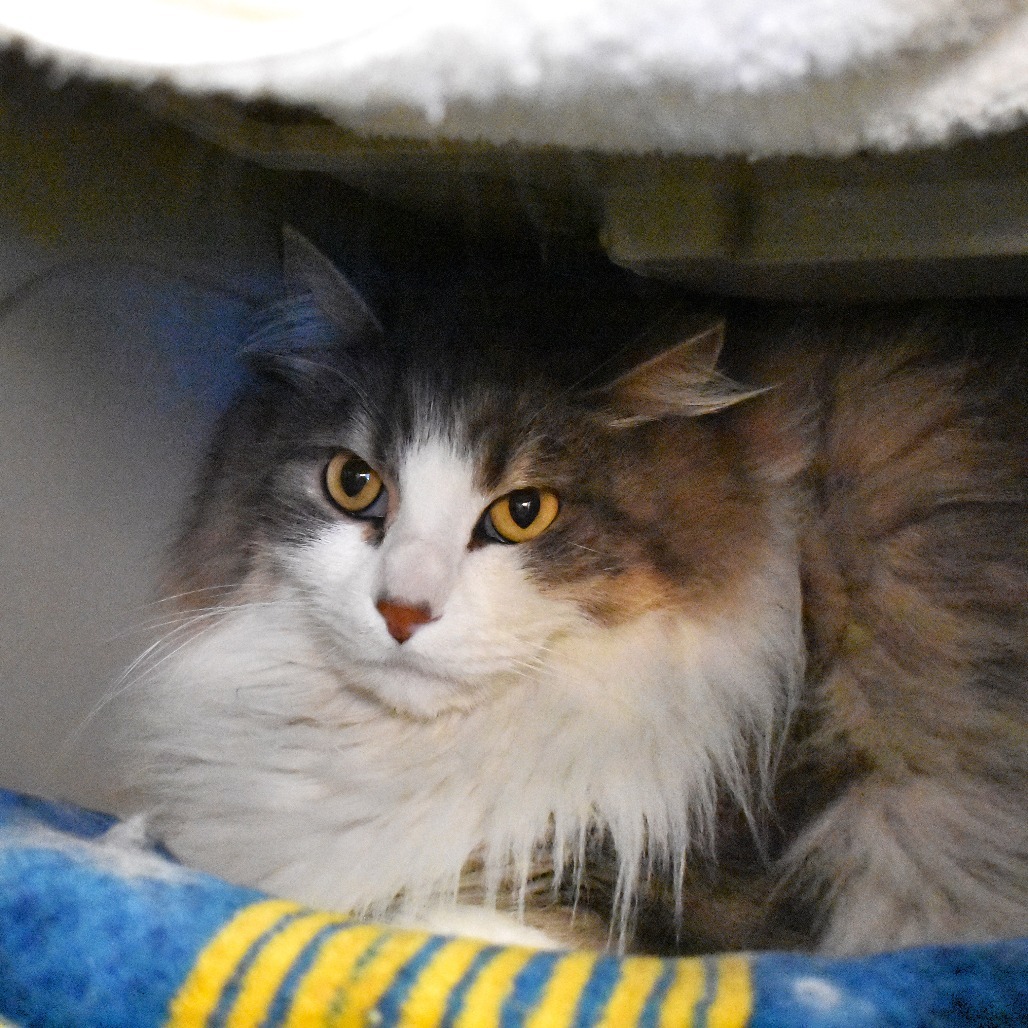 Stimpson, an adoptable Domestic Long Hair in Rifle, CO, 81650 | Photo Image 3