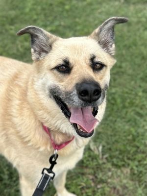 Storm, Adult Female Shepherd