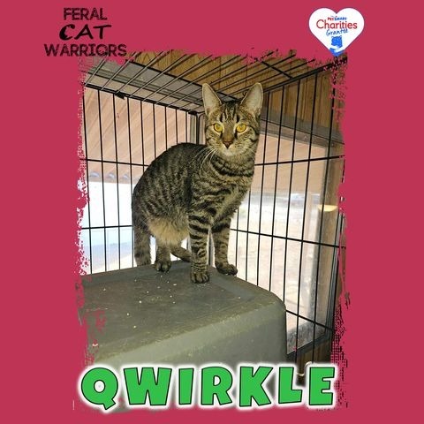 Qwirkle, an adoptable Domestic Short Hair in Kingman, AZ, 86401 | Photo Image 1