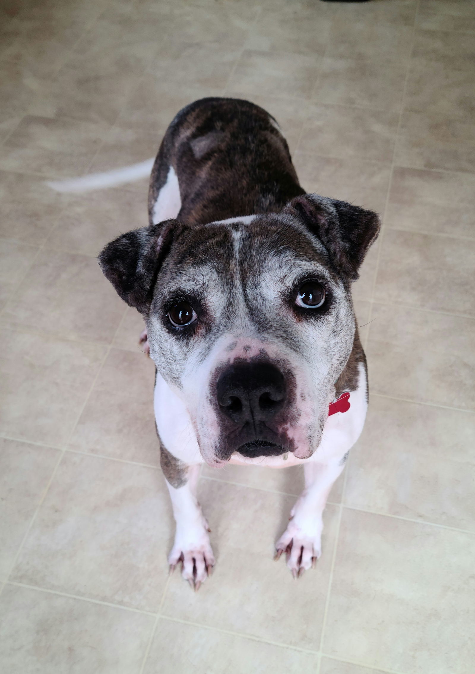 Pepper