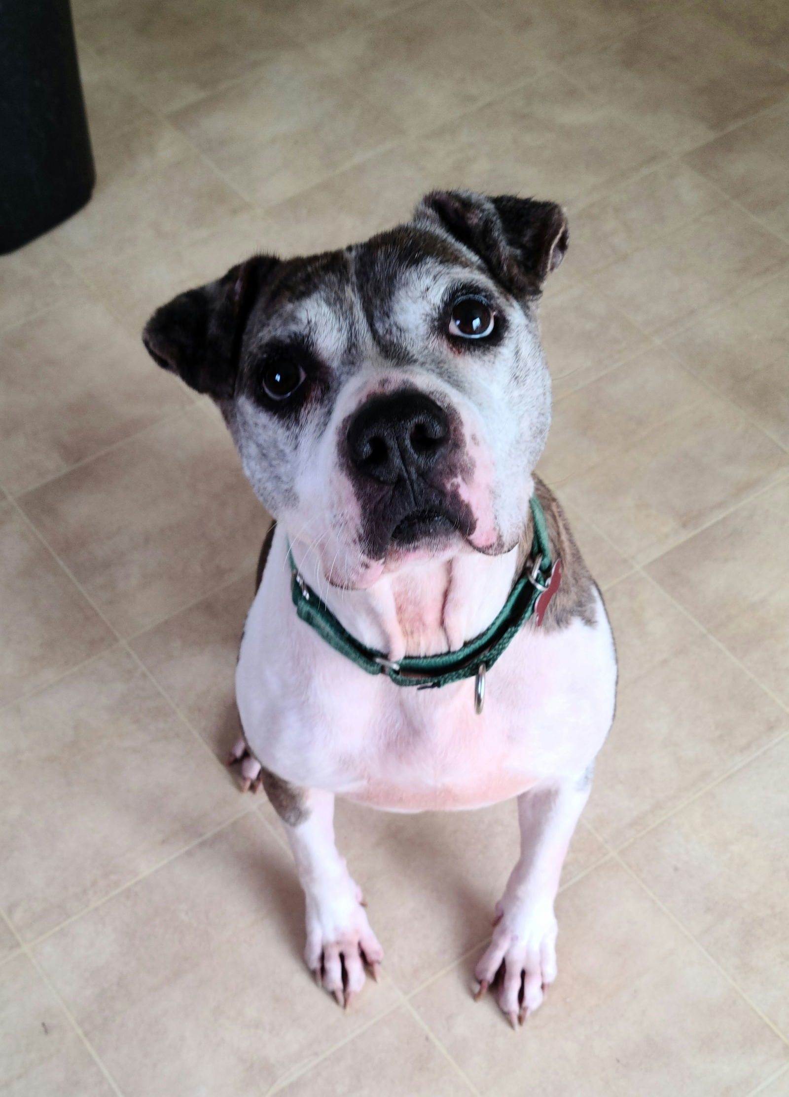 Pepper