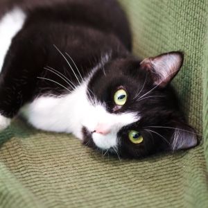 Hermione, Young Female Domestic Short Hair