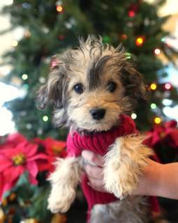 Finch, an adoptable Cockapoo, Mixed Breed in APPLE VALLEY, CA, 92307 | Photo Image 1