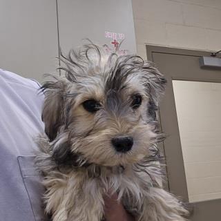 Finch, an adoptable Cockapoo, Mixed Breed in APPLE VALLEY, CA, 92307 | Photo Image 2