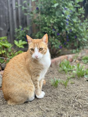 Sunshine, Adult Male unknown