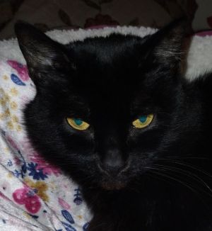 princess, Adult Female unknown