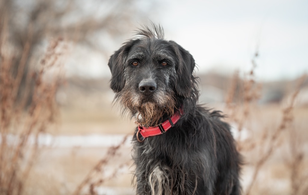 Louie, an adoptable Poodle, Sheep Dog in Gillette, WY, 82716 | Photo Image 1
