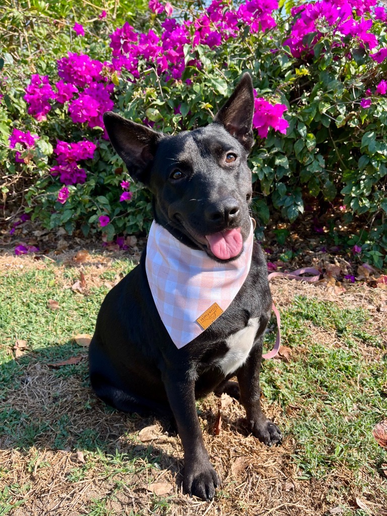 Sadie, an adoptable Black Labrador Retriever, Mixed Breed in San Juan de Abajo, NAY, 63732 | Photo Image 1