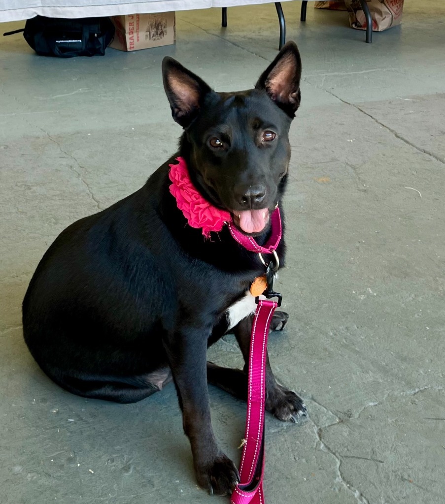 Sadie, an adoptable Black Labrador Retriever, Mixed Breed in San Juan de Abajo, NAY, 63732 | Photo Image 1