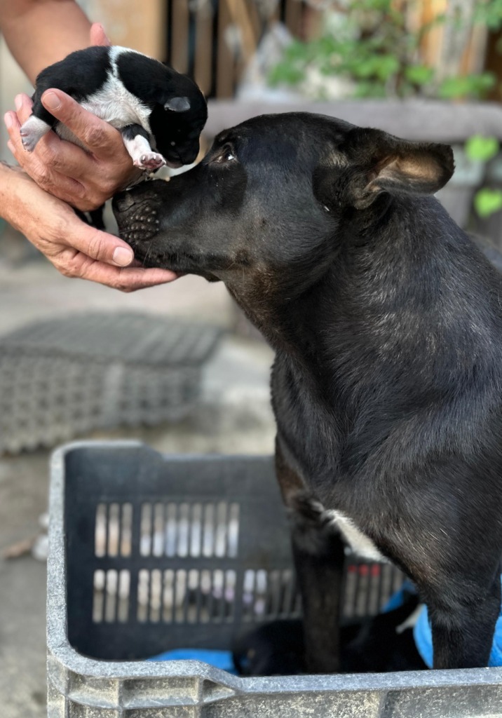Sadie, an adoptable Black Labrador Retriever, Mixed Breed in San Juan de Abajo, NAY, 63732 | Photo Image 2