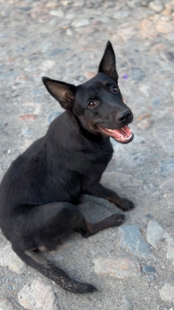 Sadie, an adoptable Black Labrador Retriever, Mixed Breed in San Juan de Abajo, NAY, 63732 | Photo Image 3
