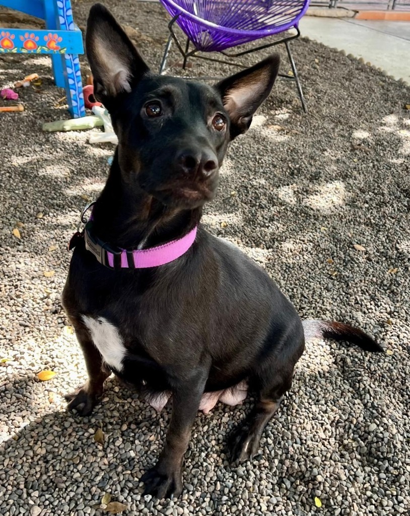 Sadie, an adoptable Black Labrador Retriever, Mixed Breed in San Juan de Abajo, NAY, 63732 | Photo Image 4