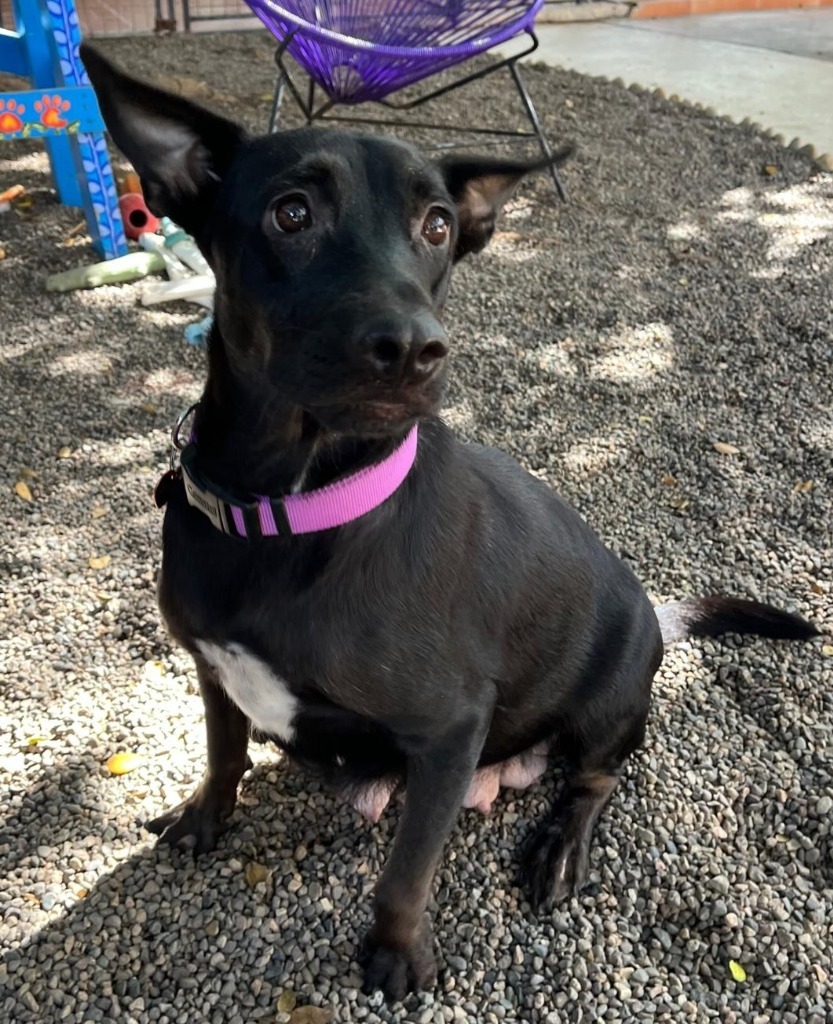 Sadie, an adoptable Black Labrador Retriever, Mixed Breed in San Juan de Abajo, NAY, 63732 | Photo Image 5