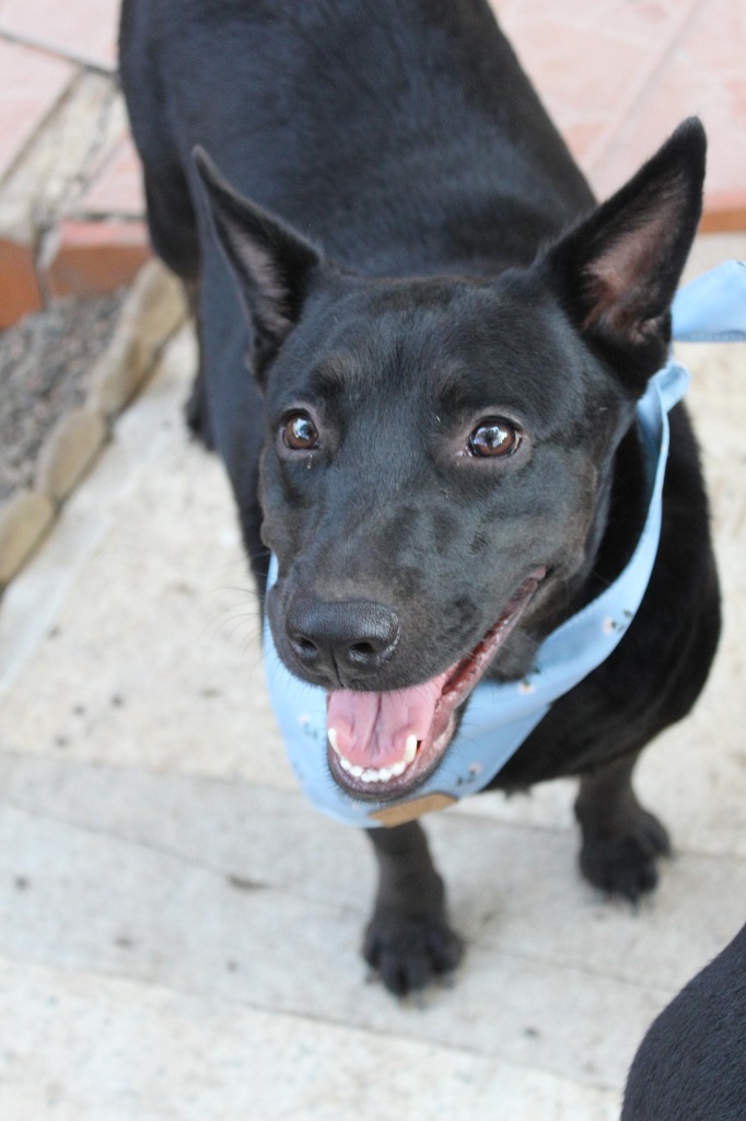 Sadie, an adoptable Black Labrador Retriever, Mixed Breed in San Juan de Abajo, NAY, 63732 | Photo Image 6