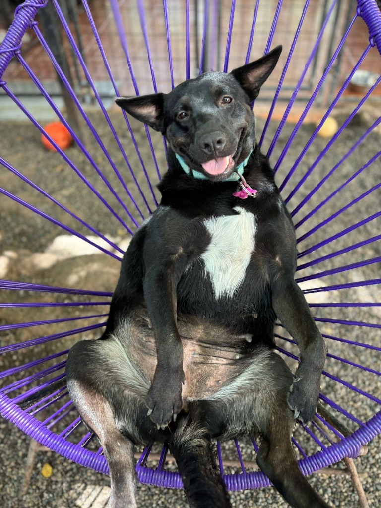 Sadie, an adoptable Black Labrador Retriever, Mixed Breed in San Juan de Abajo, NAY, 63732 | Photo Image 6