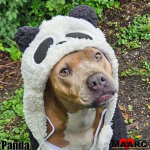 150 Days and Still Waiting Pandas Story For nearly a year Panda survived alone in the woods behi