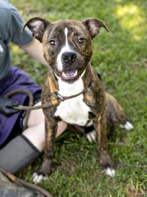 Sloan is a playful affectionate girl who loves nothing more than adventures by your side One of he