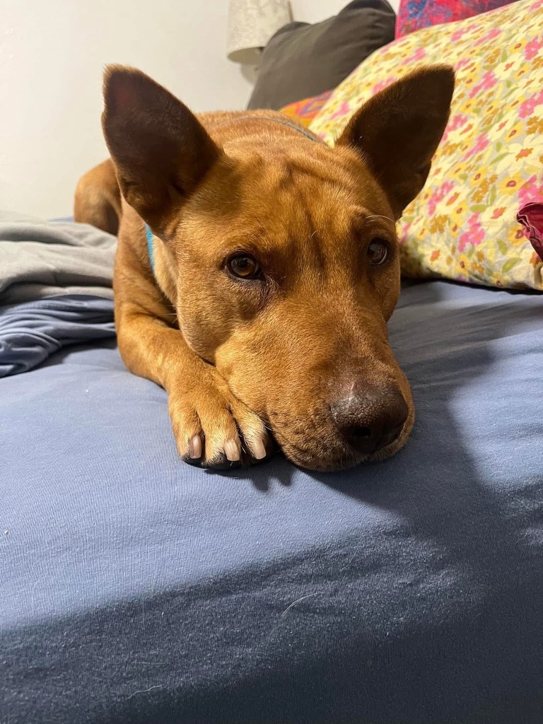 Marsha 3, an adoptable Labrador Retriever, Shar-Pei in Fort Lupton, CO, 80621 | Photo Image 2