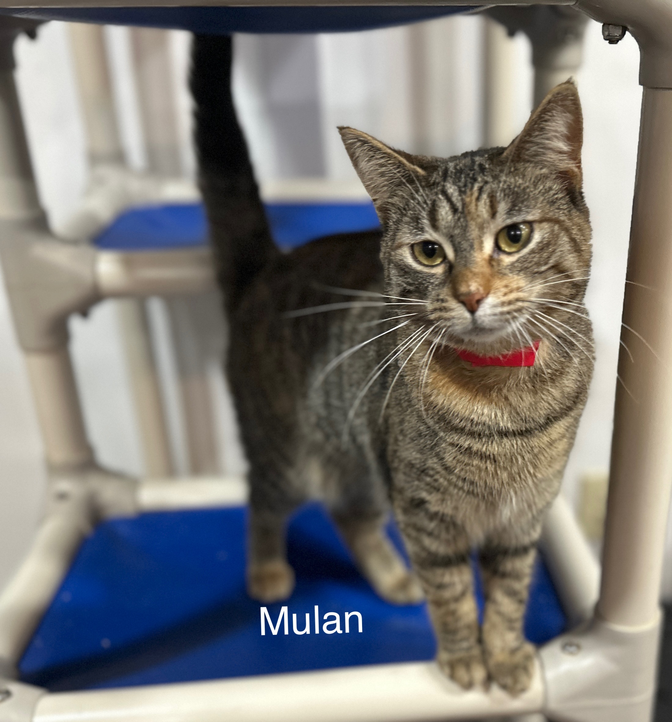 Mulan