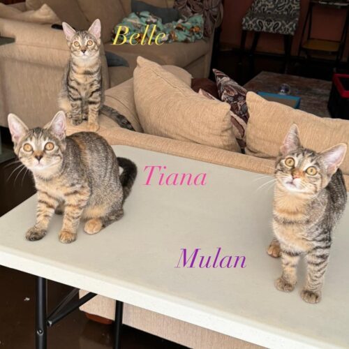 Mulan