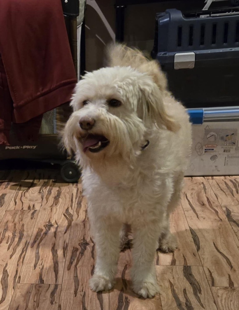Charlie, an adoptable Terrier in Rockland, WI, 54653 | Photo Image 2