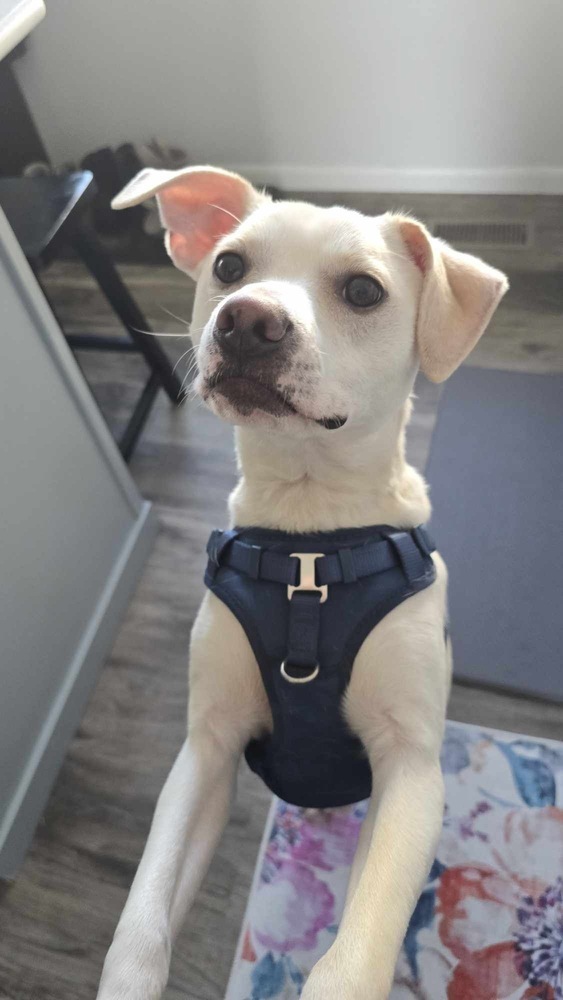 Tango, an adoptable Terrier in Rockland, WI, 54653 | Photo Image 1