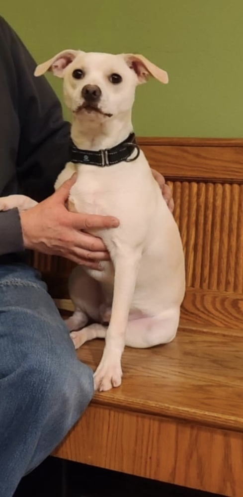 Tango, an adoptable Terrier in Rockland, WI, 54653 | Photo Image 2