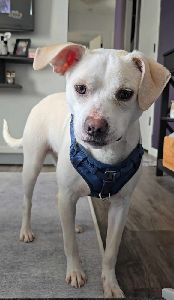 Tango, an adoptable Terrier in Rockland, WI, 54653 | Photo Image 5