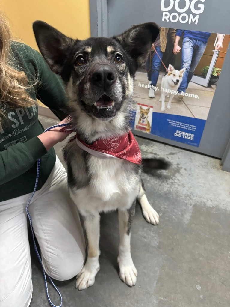 Newton, an adoptable Husky, German Shepherd Dog in Yellowknife, NT, X1A 2W5 | Photo Image 1