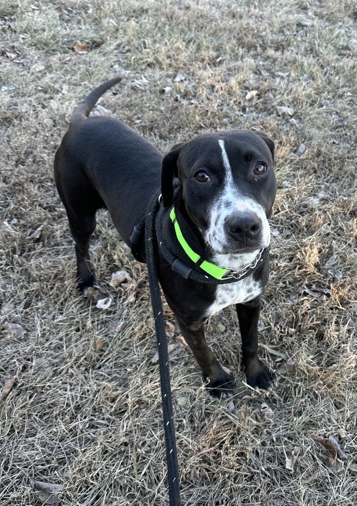 Lady Bug (Fostered in LaVista)